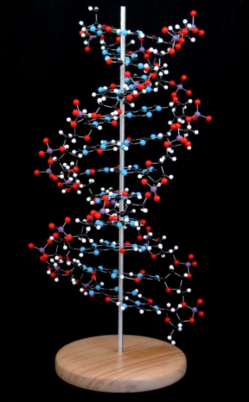 A beautiful molecular model of DNA on a wood base supported with a polished aluminium rod
