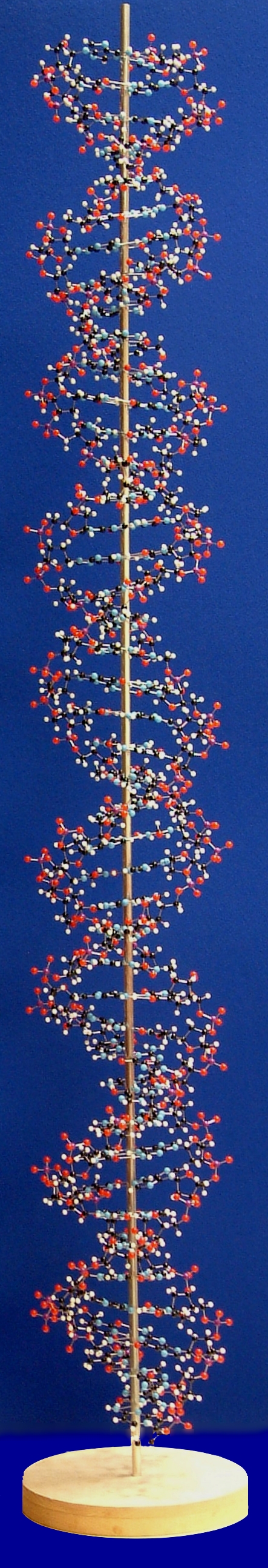 Tall long molecular model of DNA Deoxyribose nucleic acid