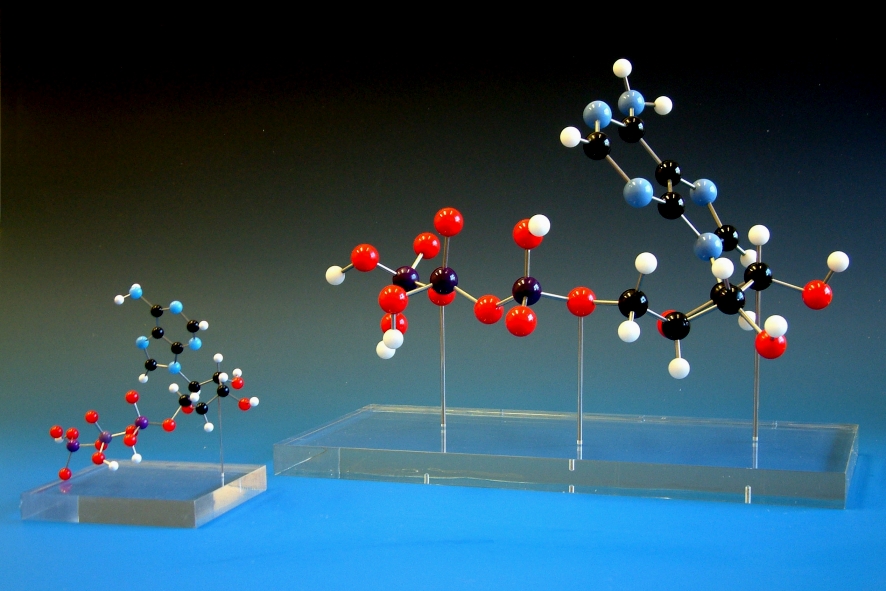 Models of ATP, adenosine triphosphate, molecules built at different scales and displayed on clear perspex bases
