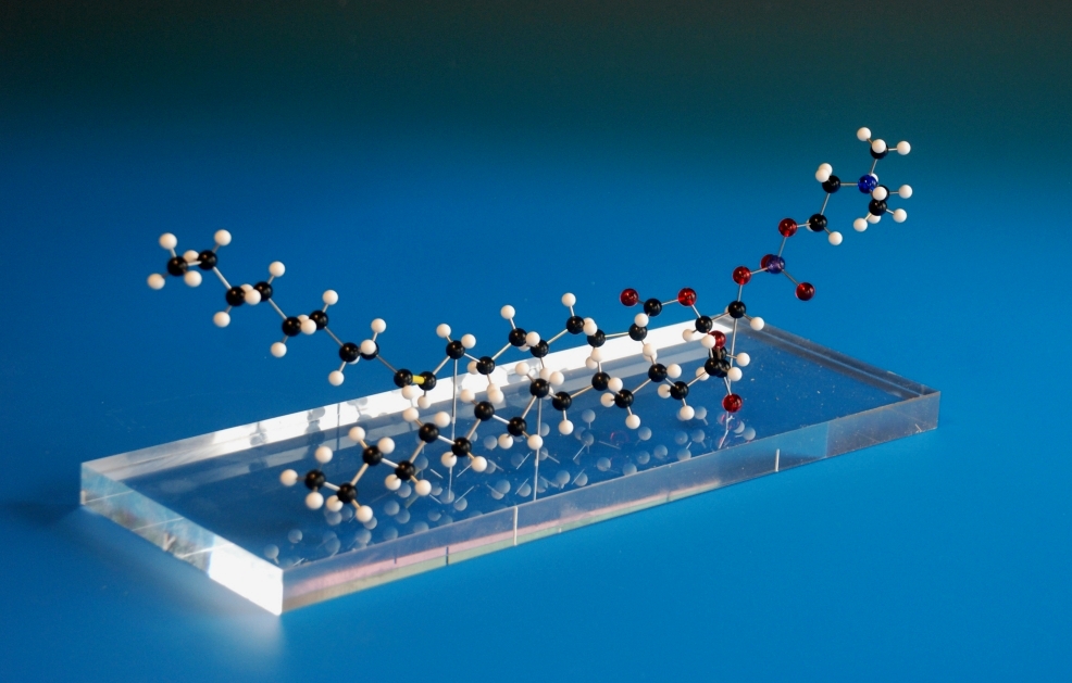 A molecular model of a phospholipid on a transparent acrylilc base