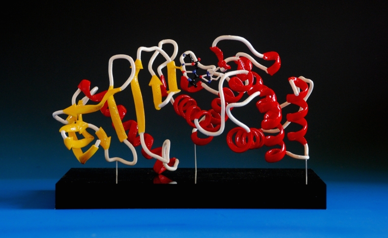A 3d printed and hand painted model of thermolysin protein