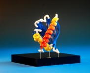 a 3d-printed protein showing graduated colouring