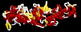 a large (60cm) 3d printed model of myosin